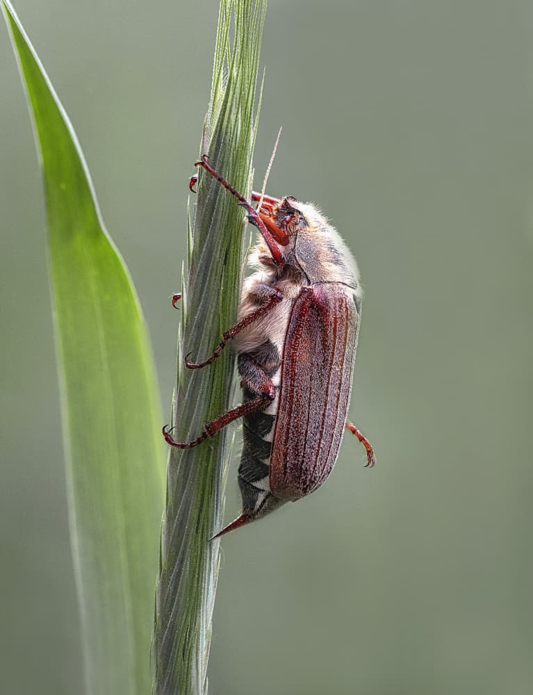 May Beetle on Grass by Nicolae  Stefanel Rusu — canvas wall art