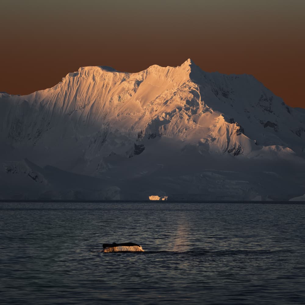 Whale Tail Golden Sunset by Chuanxu Ren — canvas wall art