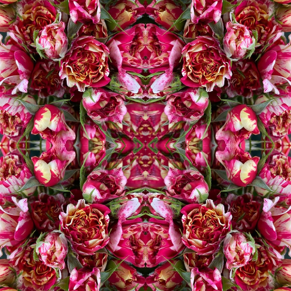 Pink Rose Kaleidoscope by Patricia Pedraza Sanson — canvas wall art