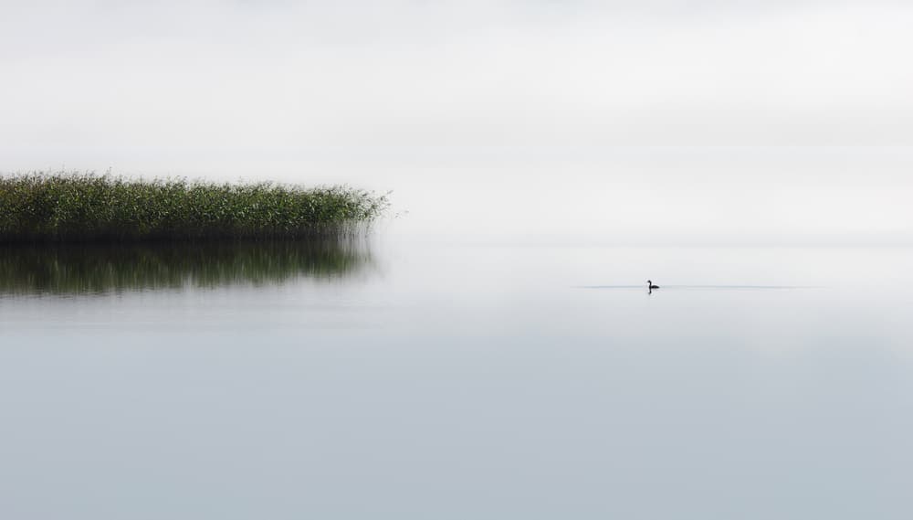 Calm Lake With Bird by Bjorn Emanuelson — canvas wall art