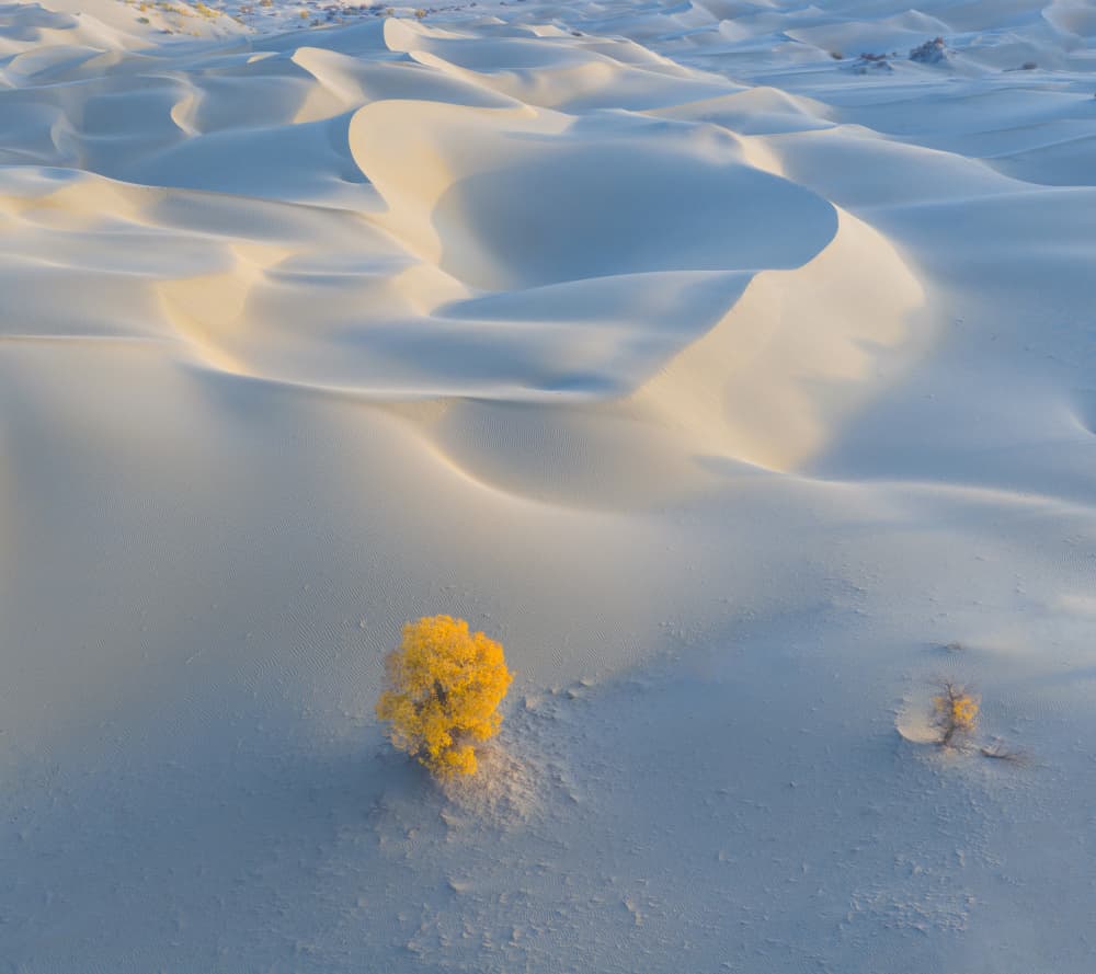 Yellow Tree Desert Dunes by Bingo Z — canvas wall art