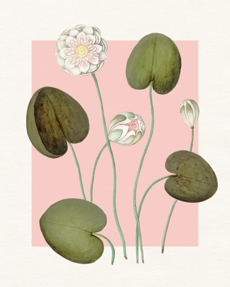Pink Water Lilies by Wild Violets — canvas wall art