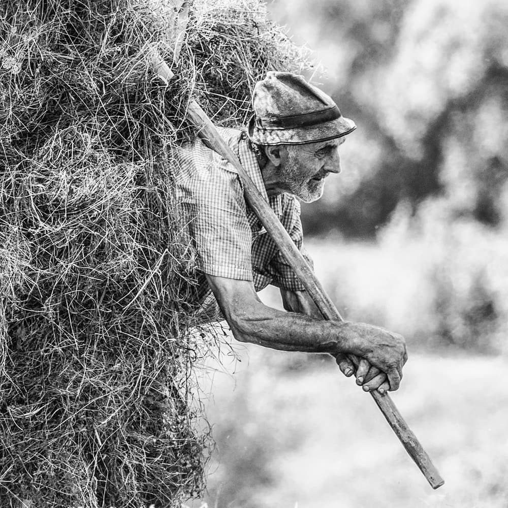 Old Man Haying by Sveduneac Dorin Lucian — canvas wall art