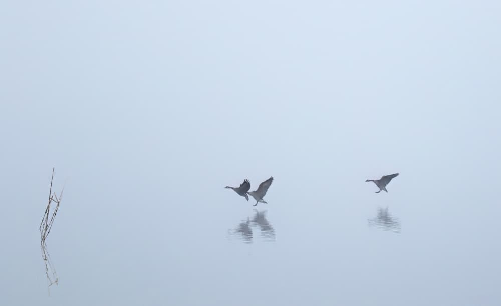 Misty Lake Geese by Jie Jin — canvas wall art