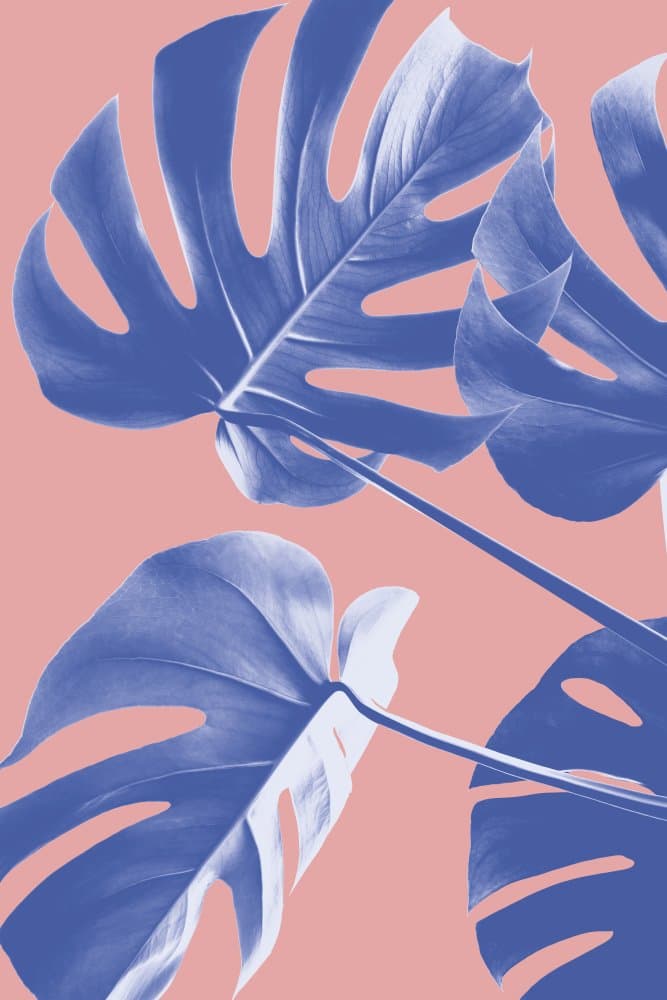 Tropical Blue Monstera by Pictufy Studio III — canvas wall art