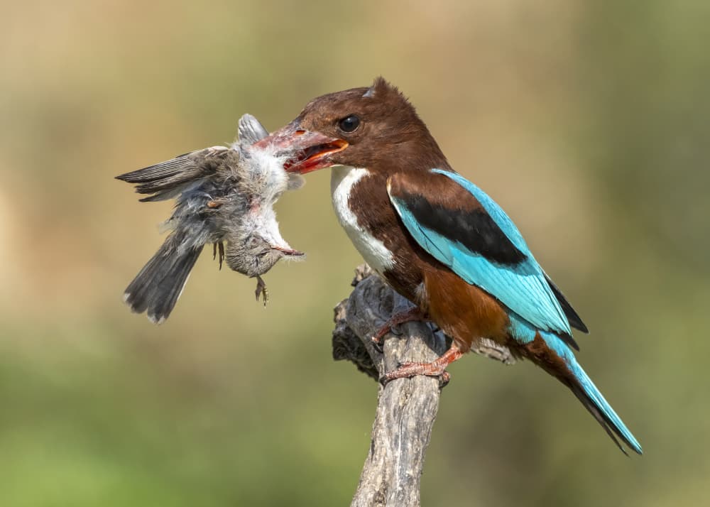 Kingfisher's Wild Catch by Eyal Amer — canvas wall art