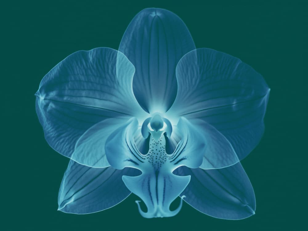 Glowing Teal Orchid by Andreas Magnusson — canvas wall art
