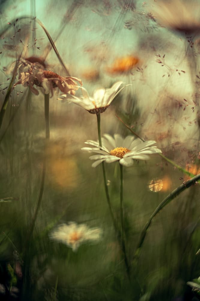 Dreamy Daisy Meadow by Falko Matte — canvas wall art