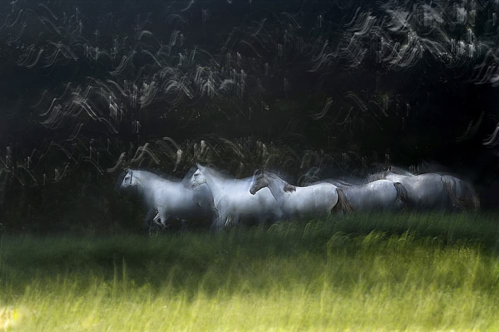 Dreamy White Horses by Milan Malovrh — canvas wall art