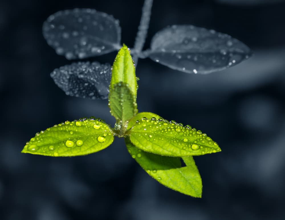 Morning Dew Leaves by Xiao Cai — canvas wall art