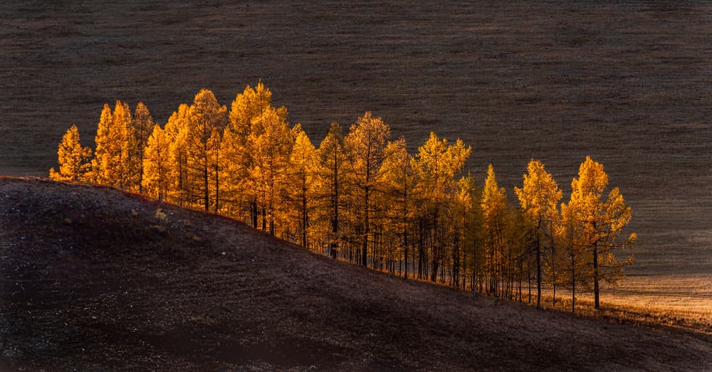 Golden Autumn Trees by Haim Rosenfeld — canvas wall art