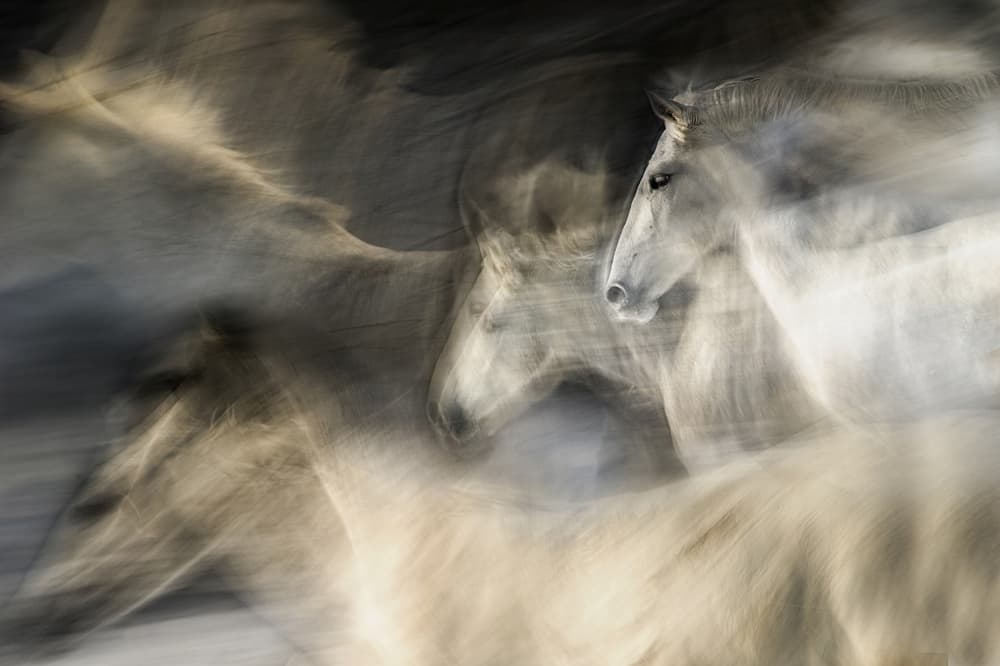 White Horses in Motion by Milan Malovrh — canvas wall art