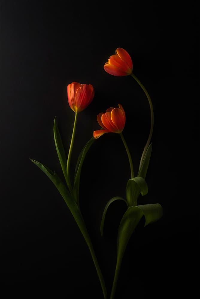 Vibrant Tulips Dark Background by Lydia Jacobs — canvas wall art