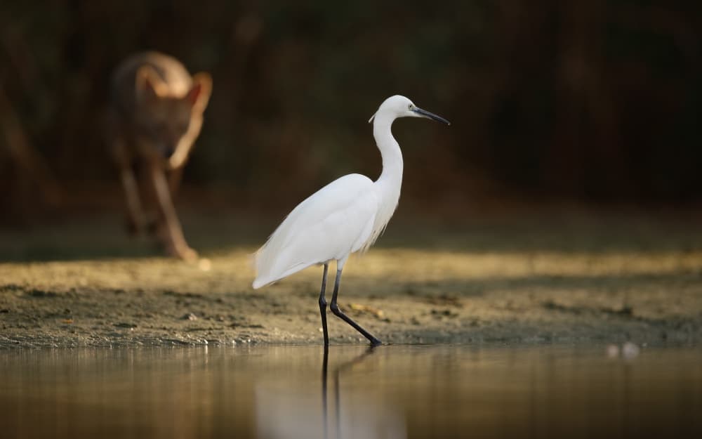 Egret and Approaching Predator by Assaf Gavra — canvas wall art