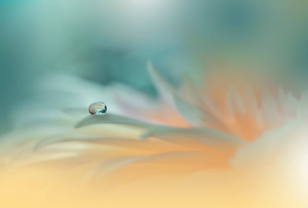 Tranquil Dewdrop Petal by Juliana Nan — canvas wall art