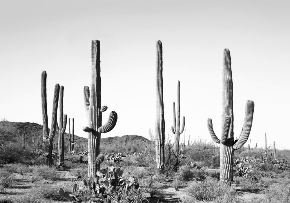 Grey Cactus Land by Kathrin Pienaar — canvas wall art