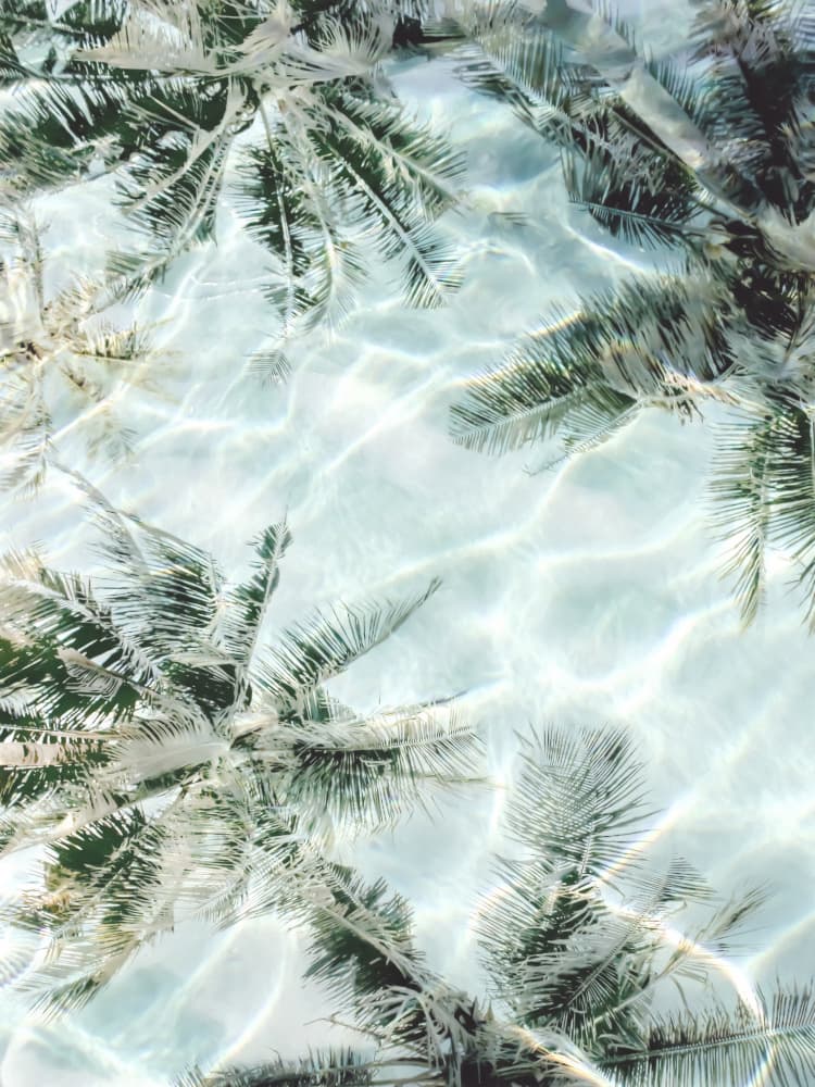 Clear Water Palm Reflections by Gemma Bardot — canvas wall art