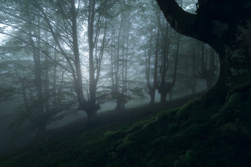 Enchanted Misty Forest by Pilar Hm — canvas wall art