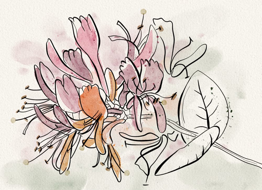 Soft Honeysuckle Flowers by Ankie Kooi — canvas wall art