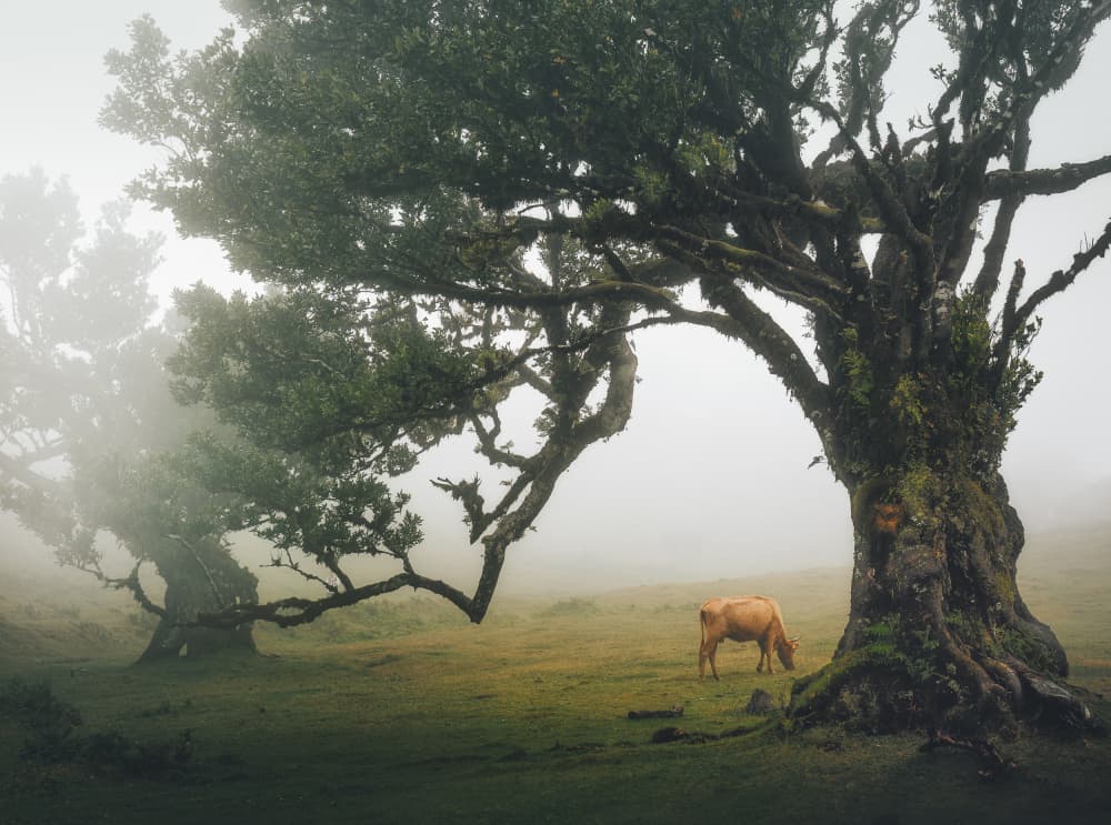 Misty Forest Cow by Anghel Rusu — canvas wall art