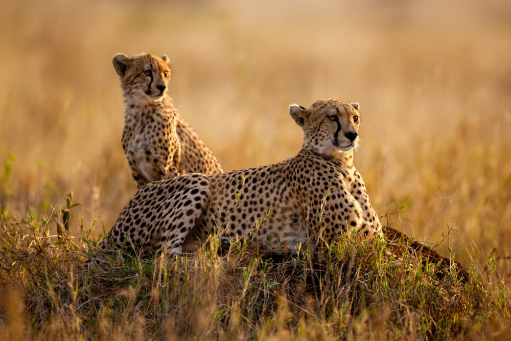 Golden Light Cheetah Family by Joanna W — canvas wall art