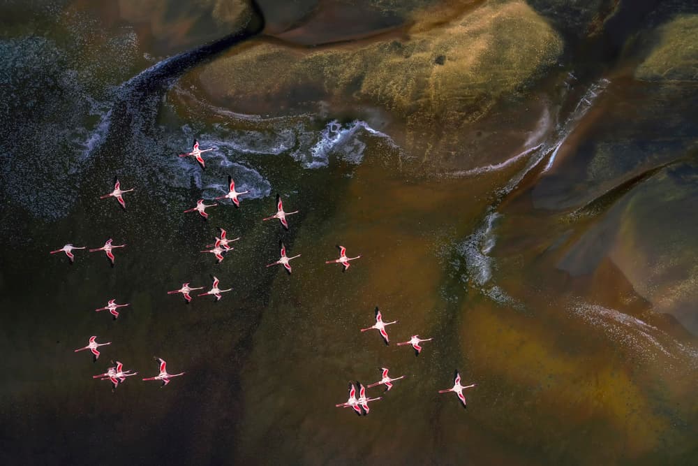 Flying Pink Flamingos by Raymond Ren Rong Liu — canvas wall art