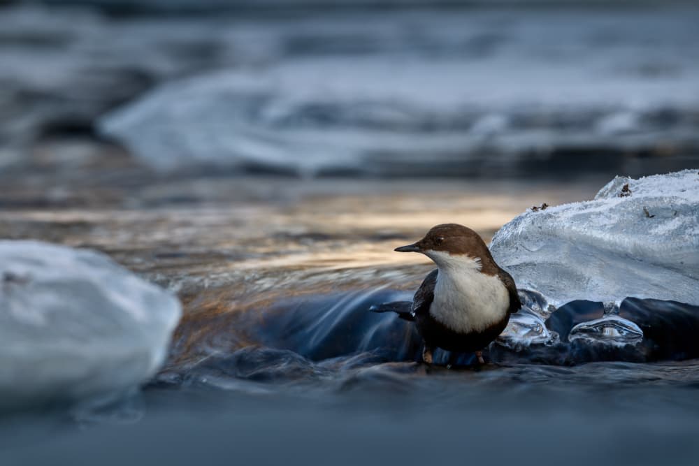 Icy River Dipper by Magnus Renmyr — canvas wall art