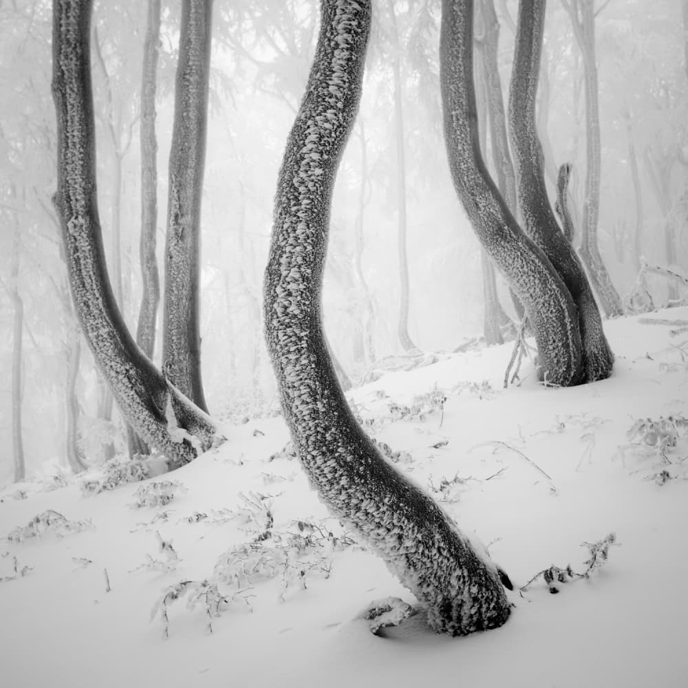 Frozen Winter Forest by Martin Rak — canvas wall art