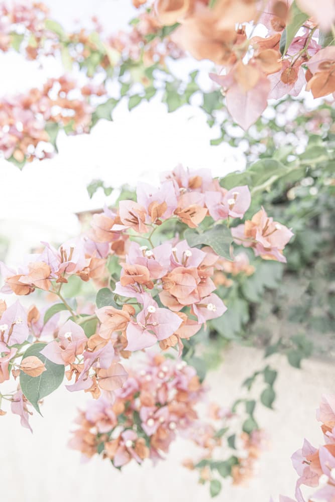 Peach Bougainvillea by Kathrin Pienaar — canvas wall art