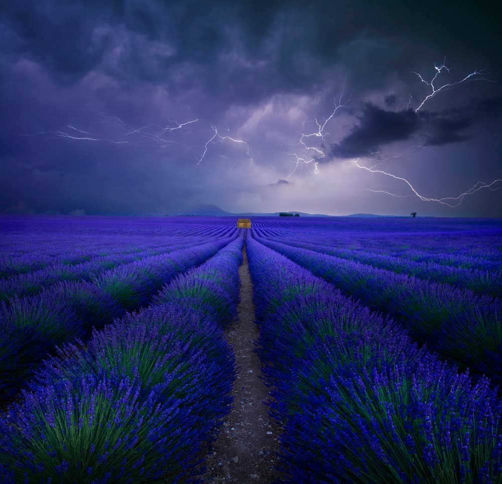 Electric Lavender Field by Nicolas Schumacher — canvas wall art