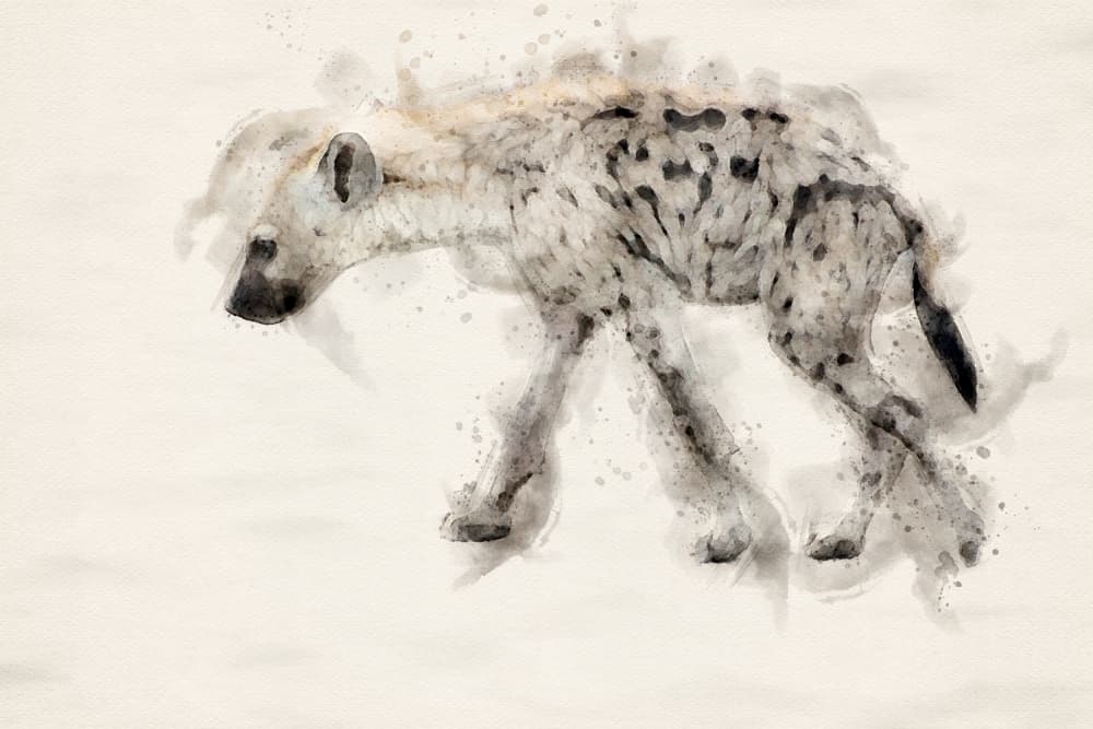 Spotted Hyena Watercolor by Arno Du Toit — canvas wall art