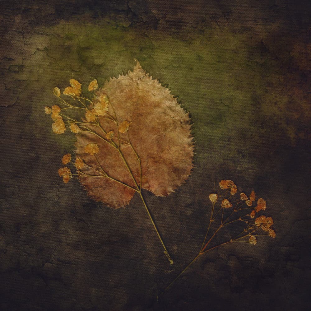 Rustic Autumn Botanicals by Cicek Kiral — canvas wall art