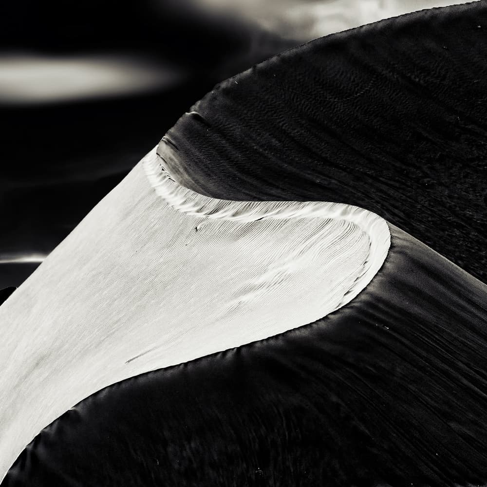 Dune Shadow Play by Piet Flour — canvas wall art