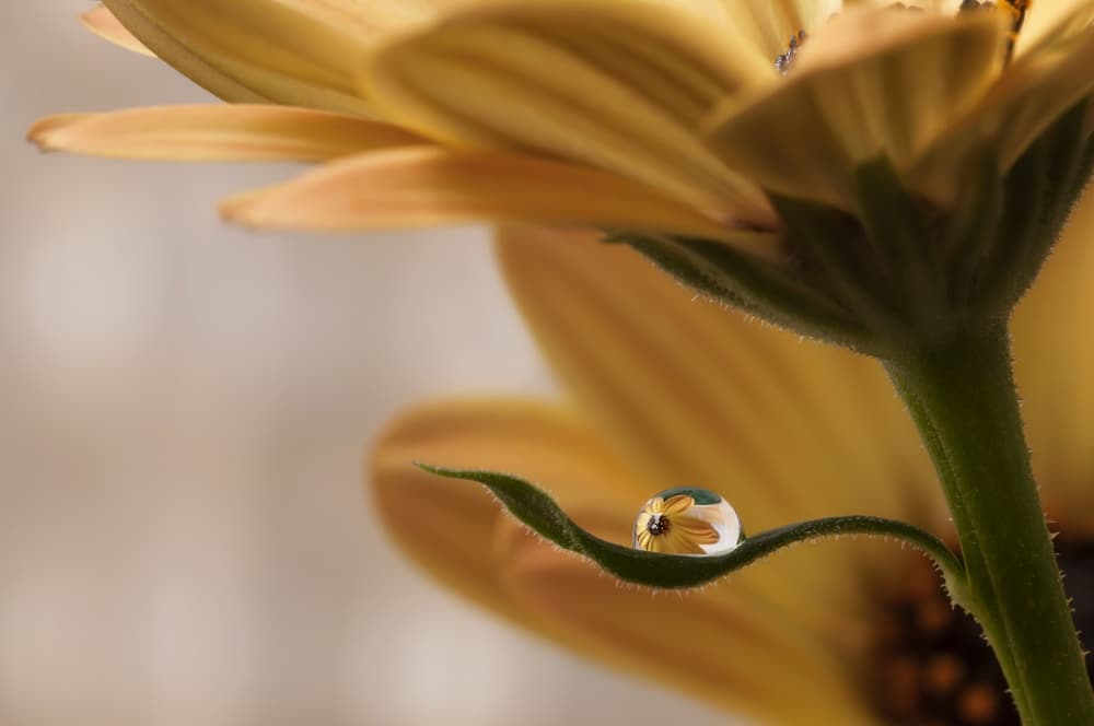 Flower Drop Reflection by Heidi Westum — canvas wall art