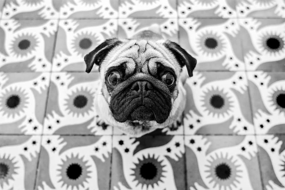 Curious Pug On Tiles by Pablo Abreu — canvas wall art