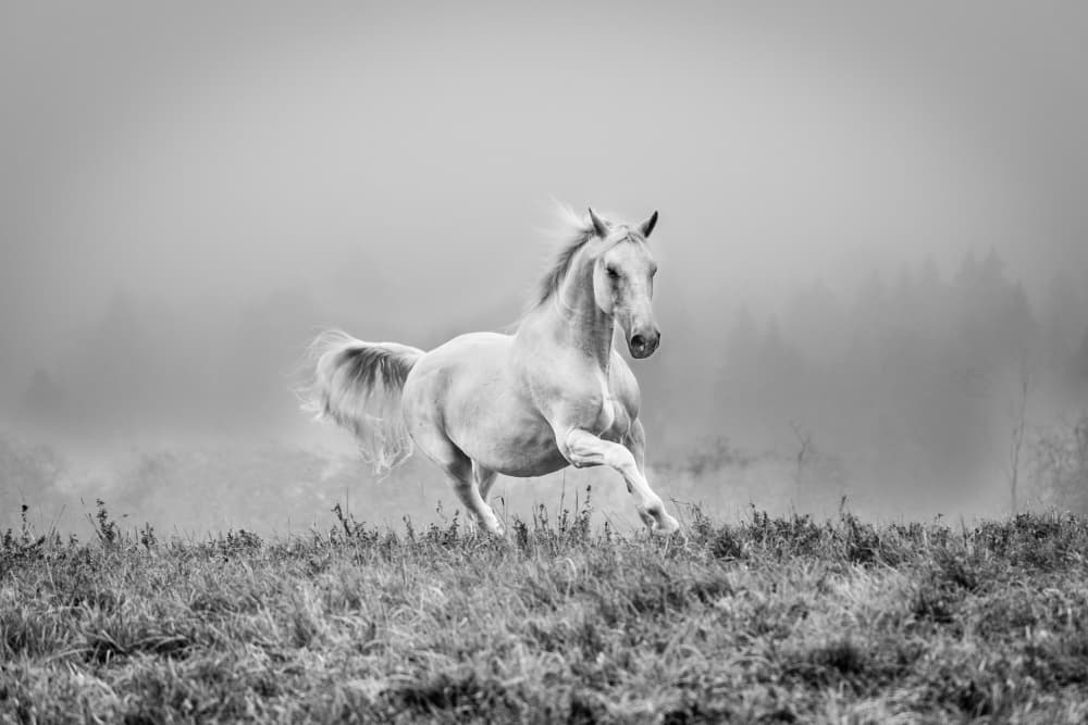 White Horse Running in Mist by Cembrzynski Ignacy — canvas wall art