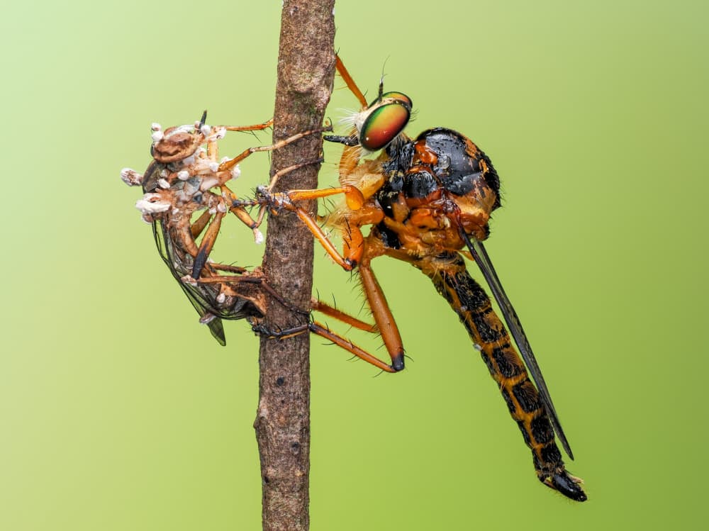 Striking Robber Fly by HuongHoang — canvas wall art