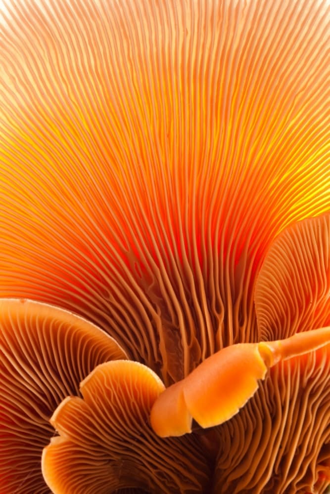 Warm Orange Fungi Patterns by Thomas Haney — canvas wall art
