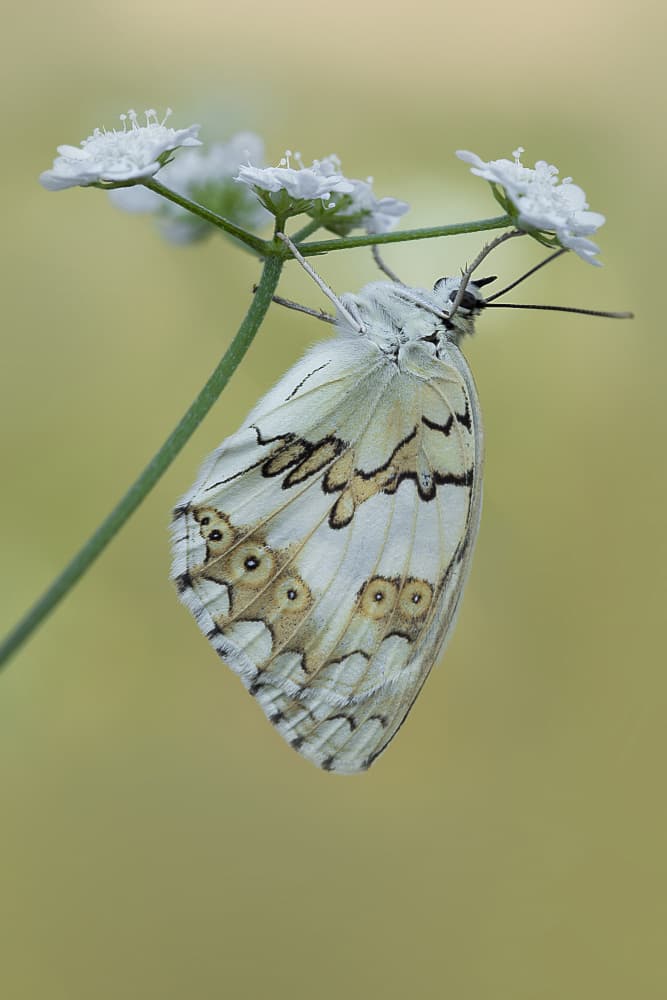 Marbled White On Flower by AYMAN KHRBAWE — canvas wall art