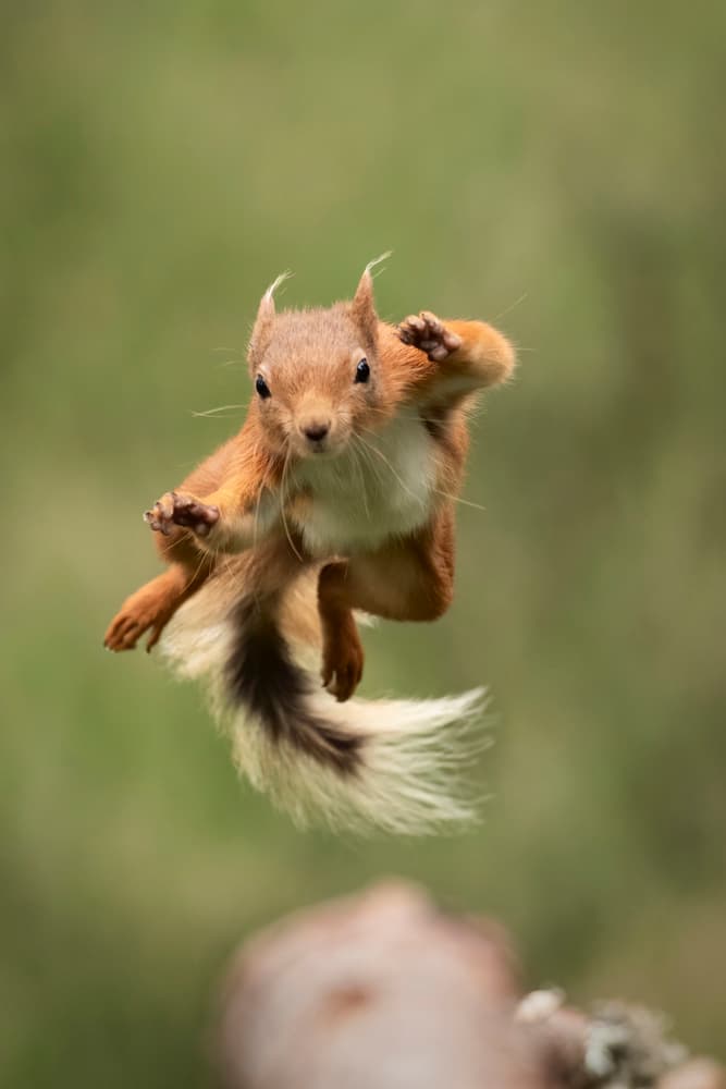 Flying Red Squirrel by Howard Ashton-Jones — canvas wall art