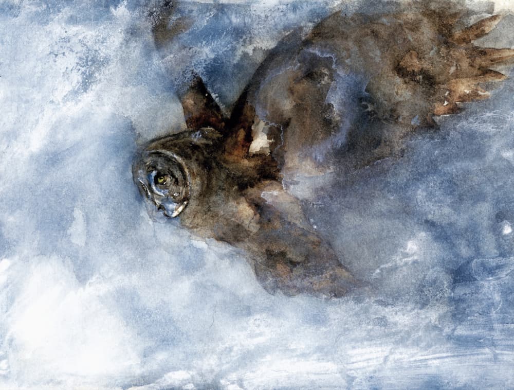 Snow Owl Soaring by RodMacIver — canvas wall art