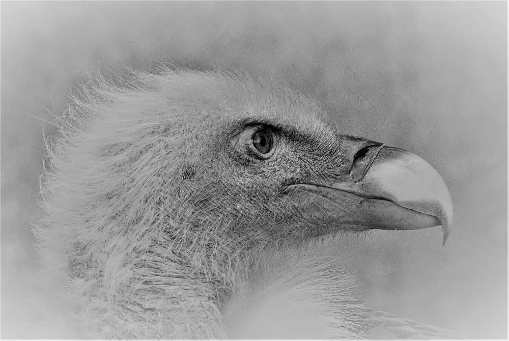 Majestic Vulture Portrait by Cristian Andreescu — canvas wall art