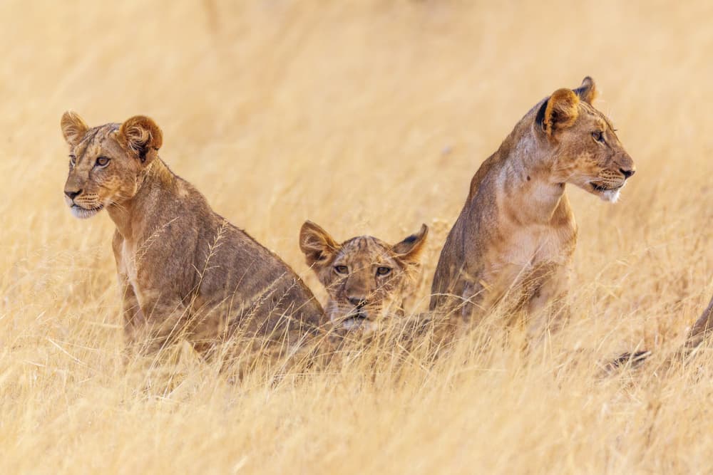 Lions in Golden Grass by Jeffrey C. Sink — canvas wall art