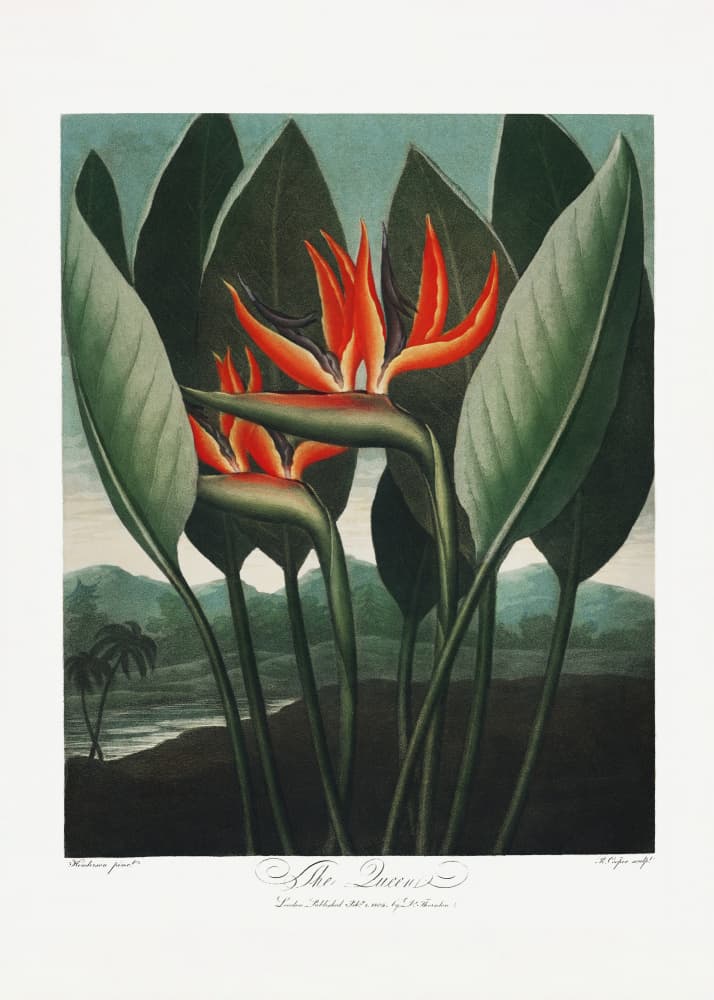 The Queen–Plant from The Temple of Flora (1807) by Robert John Thornton — canvas wall art