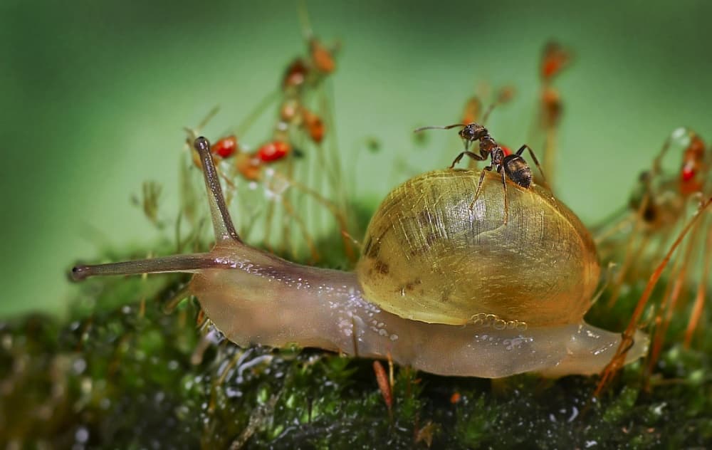 Tiny Ant Rider by Ferdinando Valverde — canvas wall art