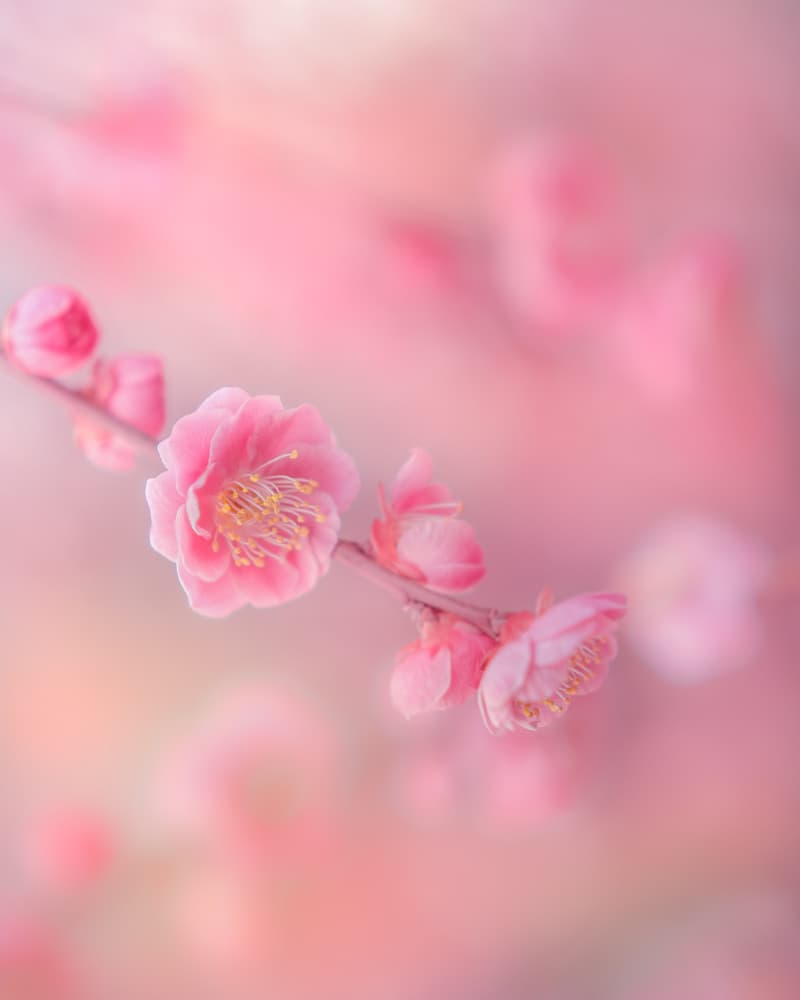 Soft Pink Blossoms by Miyako Koumura — canvas wall art