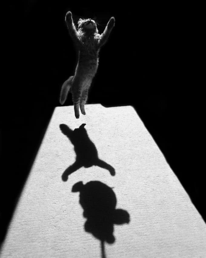 Jumping Cat Shadow by Jure Kravanja — canvas wall art