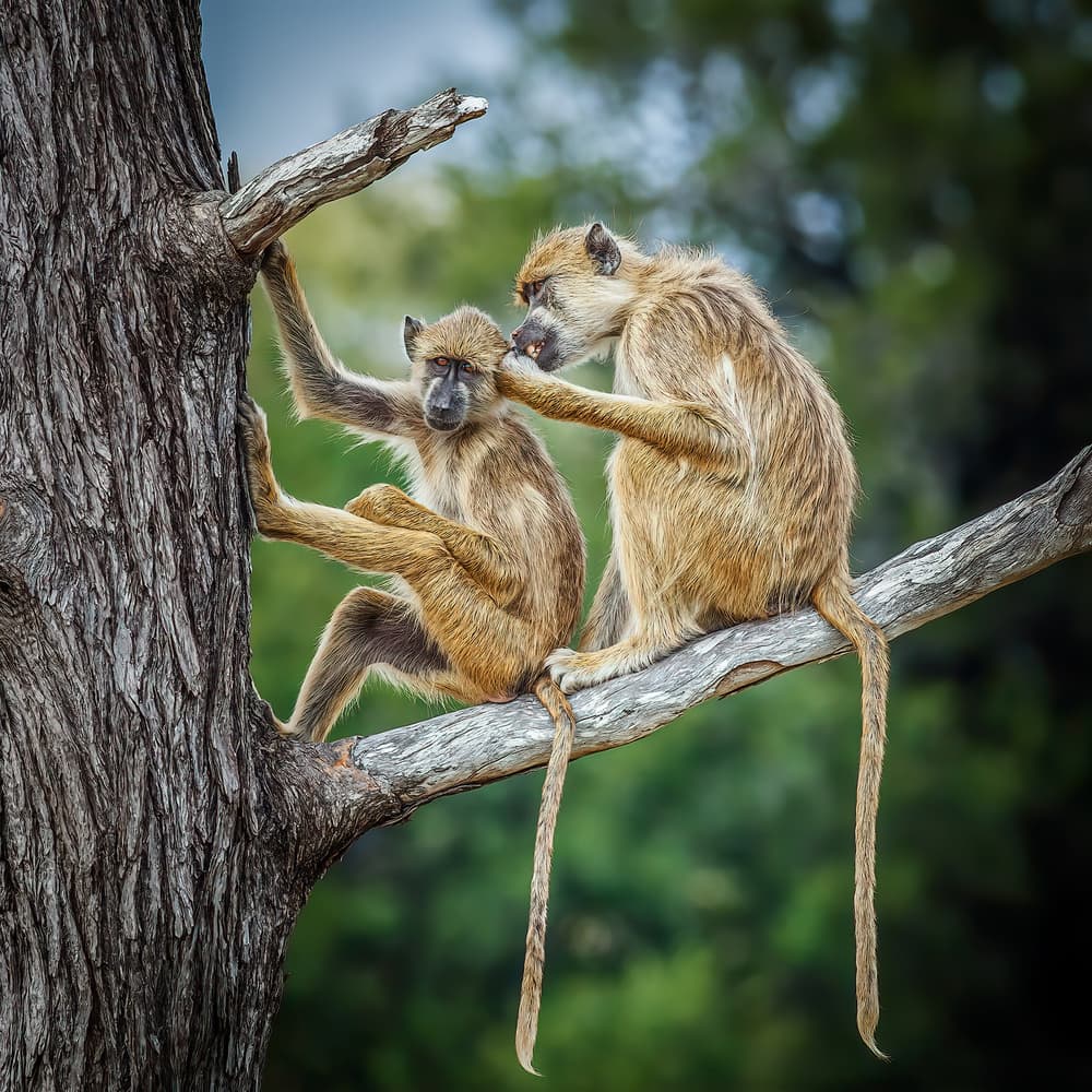 Baboons Grooming In Tree by Ali Khataw — canvas wall art