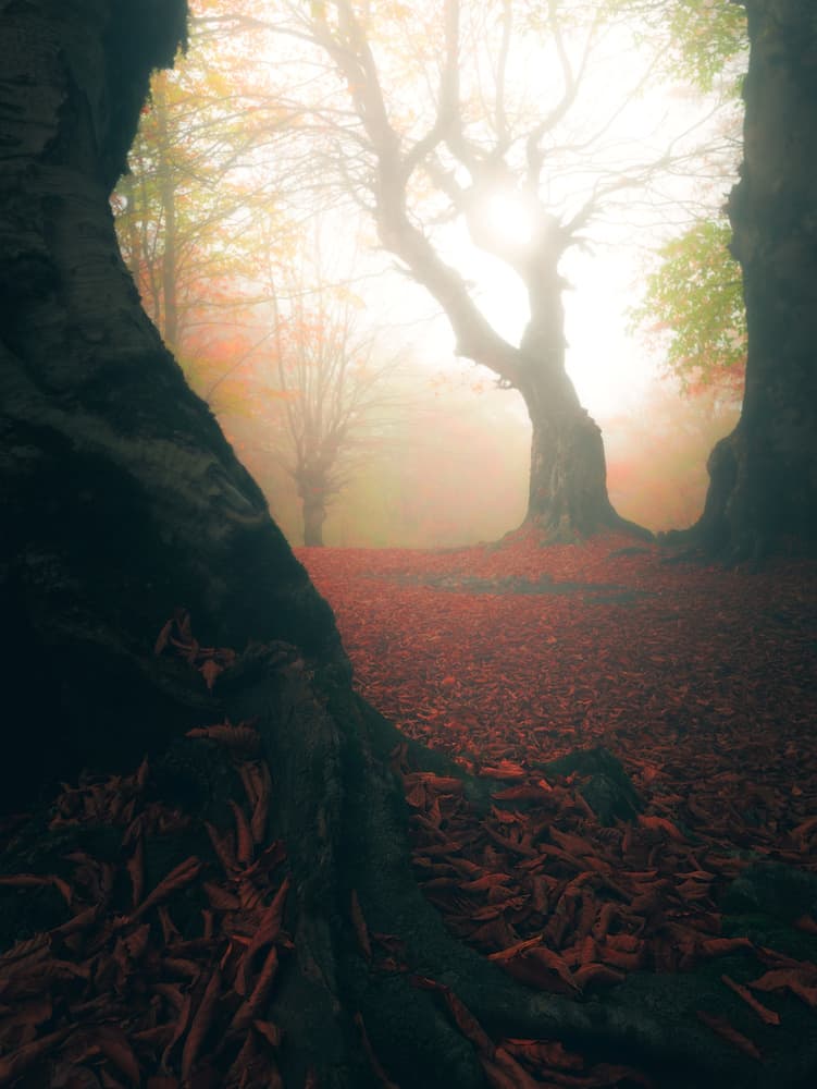 Misty Autumn Forest Light by Majid Behzad — canvas wall art