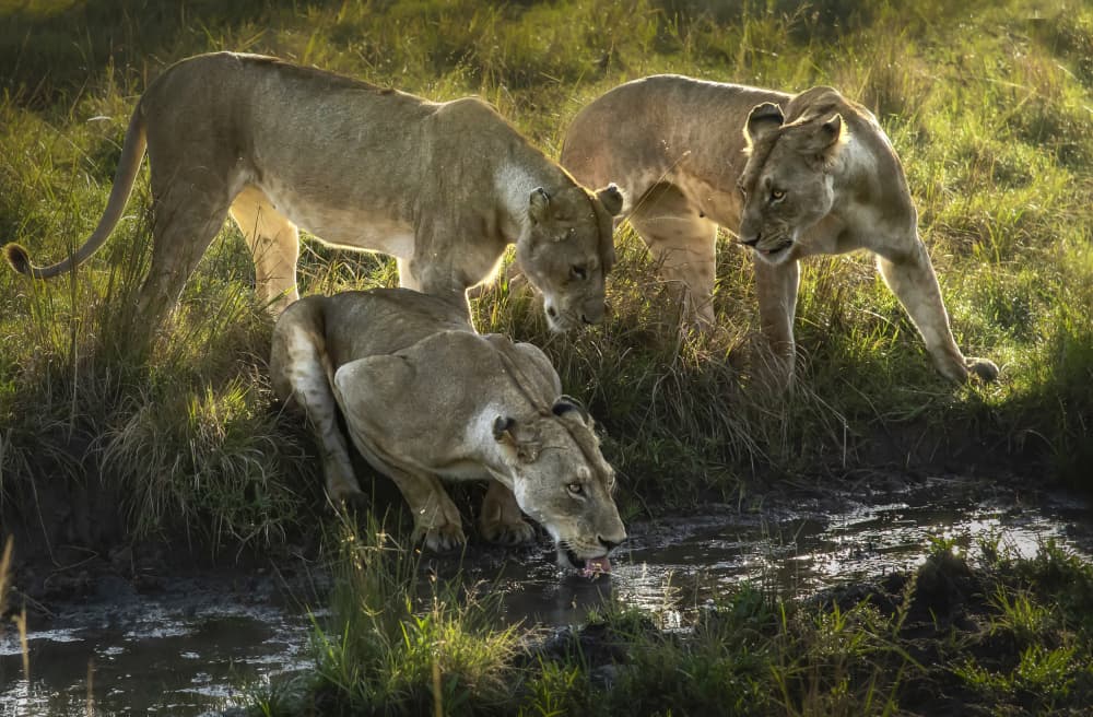 Lionesses At Waterhole by Anita Singh — canvas wall art